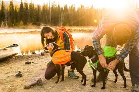 Fit Guide Get The Perfect Fit For Your Dog Ruffwear