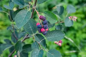 Image result for Amelanchier ovalis