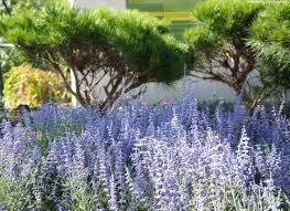 Image result for Perovskia atriplicifolia lacey blue lisslitt photo