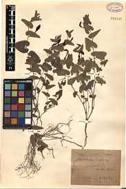 Image result for Sida hoepfneri