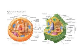 animal cells plant cells eukaryotes biology prints encyclopaedia britannica allposters com animal cell plant cell animal cells model