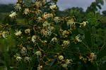 Image result for Julbernardia globiflora