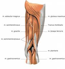 Seated forward bending — hamstring stretch. Two Jointed Muscles Of The Lower Body What They Are And How To Train Breaking Muscle