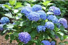 White showy flowers bloom in early to mid spring and are followed by dark red to purple edible berries. High Time For Hydrangeas Coast Of Maine Organic Products