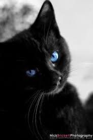 Black And White Cat With Blue Eyes Pin On Beautiful Cats