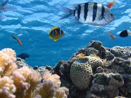 Nasionalisme merupakan suatu paham untukbangga dan mencintai bangsa sendiri. Nama Ikan Laut Karang Dan Gambarnya Lengkap