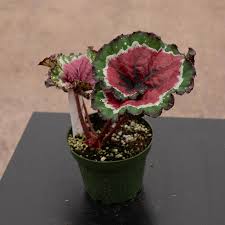 Image result for Begonia macrocarpa