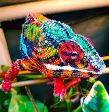25 Interesting And Cool Facts About Chameleon Lively Pals Chameleon Pet Colorful Lizards Lizard