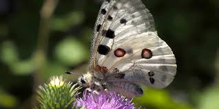 Image result for Parnassius apollo