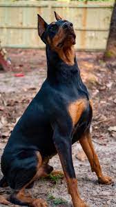 Chó Doberman