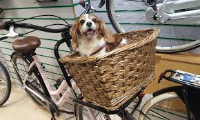 About 5% of these are bicycle basket, 1% are bicycle bags & boxes. The Best Dog Bike Baskets On The Market