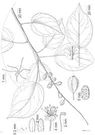Image result for Croton steenkampianus