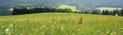Jetzt das ideale hotel finden! Urlaub Mit Hund In Tschechien Inspiration Tipps