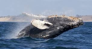 Gajah mina is a sea cryptid commonly found in indonesian archipelago. 10j8ohovitcw1m