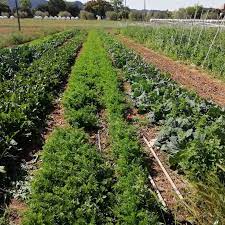 The hkfyg organic farm has been contributing to the physical and mental health of youths and the public by organic farming, supplying fresh organic vegetables and hosting educational visits for near a decade. Help Needed On An Organic Farm Near Barcelona Spain