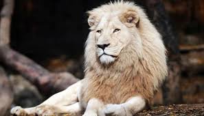 What Does It Mean To Dream Of A Lion In 2020 Lion Lions Live Black Lion