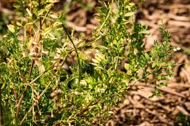 Image result for Lens culinaris