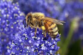 Honey bees can't utilize red clover. The 7 Best Flowers For Honeybees Honeybees Favorite Flowers Buddha Bee Apiary