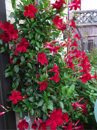 A major difference between dipladenia and mandevilla is the foliage. Blog Eva Monheim