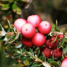 Image result for Pouchetia baumanniana