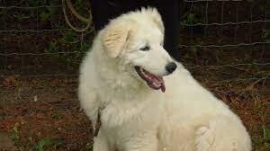 Il pastore maremmano abruzzese appartiene al ceppo dei grandi cani bianchi del centro europa, stirpe antichissima di guardiani di armenti e del gregge dal carattere diffidente e bellicoso, giunta in italia dal medio oriente.tale appartenenza lascerebbe supporre antenati comuni con i cani da montagna dei pirenei, i kuvasz ungheresi, i tatra della polonia, i cuvac slovacchi, i šarplaninac. Allevamento Pastori Maremmani Abruzzesi