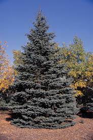 14 to 16 hours per day. Blue Spruce Wikipedia