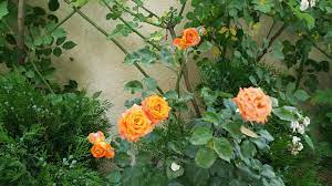 Gorgeous Orange Color Rose In My Garden Name Orange Color Flowers Rose