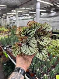 Image result for Begonia