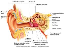 The inner ear is responsible for interpreting and transmitting sound (auditory) sensations and balance (vestibular) sensations —three tiny, connected bones located in the middle ear. 5 Things About Hearing And Balance Pacific Neuroscience Institute