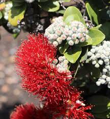 We did not find results for: State Considers Permanent Ohia Transport Ban Hawaii Tribune Herald