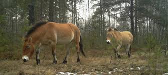 Check spelling or type a new query. How Chernobyl Has Become An Unexpected Haven For Wildlife