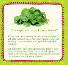 Does Spinach Cause Kidney Stones Kidney Stones Are Commonly Formed By Oxalate Crystals And Urate Crystals Spin Nutrigenomics Nutrition Vitamins And Minerals