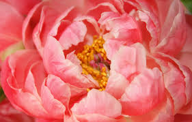 Find images of peony flower. Wallpaper Flower Pink Peony Images For Desktop Section Cvety Download