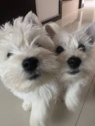Pin By Buddy Coton On Sophie My Love Westie Puppies Westie Dogs Westies