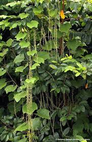 Image result for Chasmanthera dependens