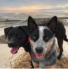 Palmetto dunes offers pet friendly vacation home rentals in hilton head, south carolina. Hilton Head Pet Friendly Rentals Coastal Home And Villa