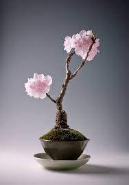 La nostra azienda produce numerose varietà di piante mediterranee. I 15 Bonsai Piu Belli Del Mondo Greenme Bonsai Piante Bonsai Alberelli Bonsai
