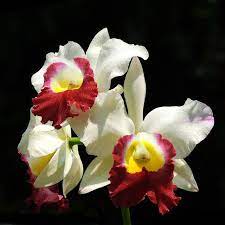 Orchis For You Cattleya Orchid Orchid Flower Flowers