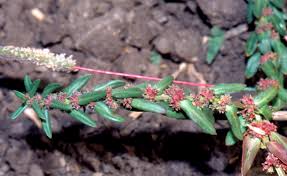 Image result for Ammannia baccifera