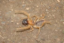 I think my favorite is the one about how camel spiders. 87 Beste Camel Spider Bilder Stock Fotos Vektorgrafiken Adobe Stock