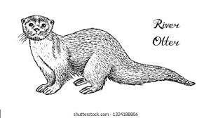 Baby otters are usually born between may and june, though they can be born throughout the year. Wild River Otter Forest Animal Vintage Stock Vector Royalty Free 1324188806