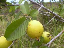 Image result for Psidium guajava