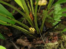 Image result for Curculigo latifolia