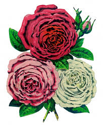 Image result for public domain  roses\"