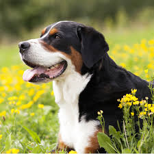 Standard, bronze, silver, gold, and platinum. Greater Swiss Mountain Dog Grooming Bathing And Care Espree