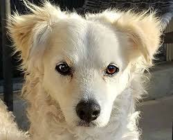 Honest opinions shared by friends and neighbors. Tucson Az Goldendoodle Meet Adam A Pet For Adoption