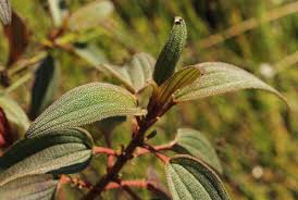 Image result for Dissotis pulchra