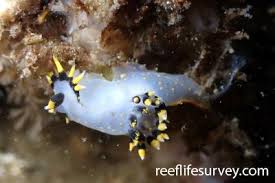 Image result for Pleurostylia capensis