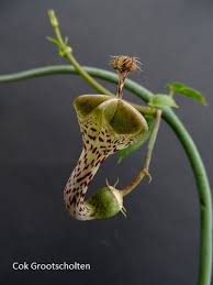 Image result for Ceropegia haygarthii