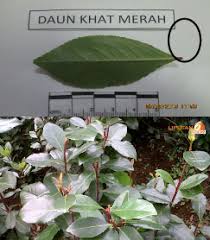 We did not find results for: Plant Based Substances Khat